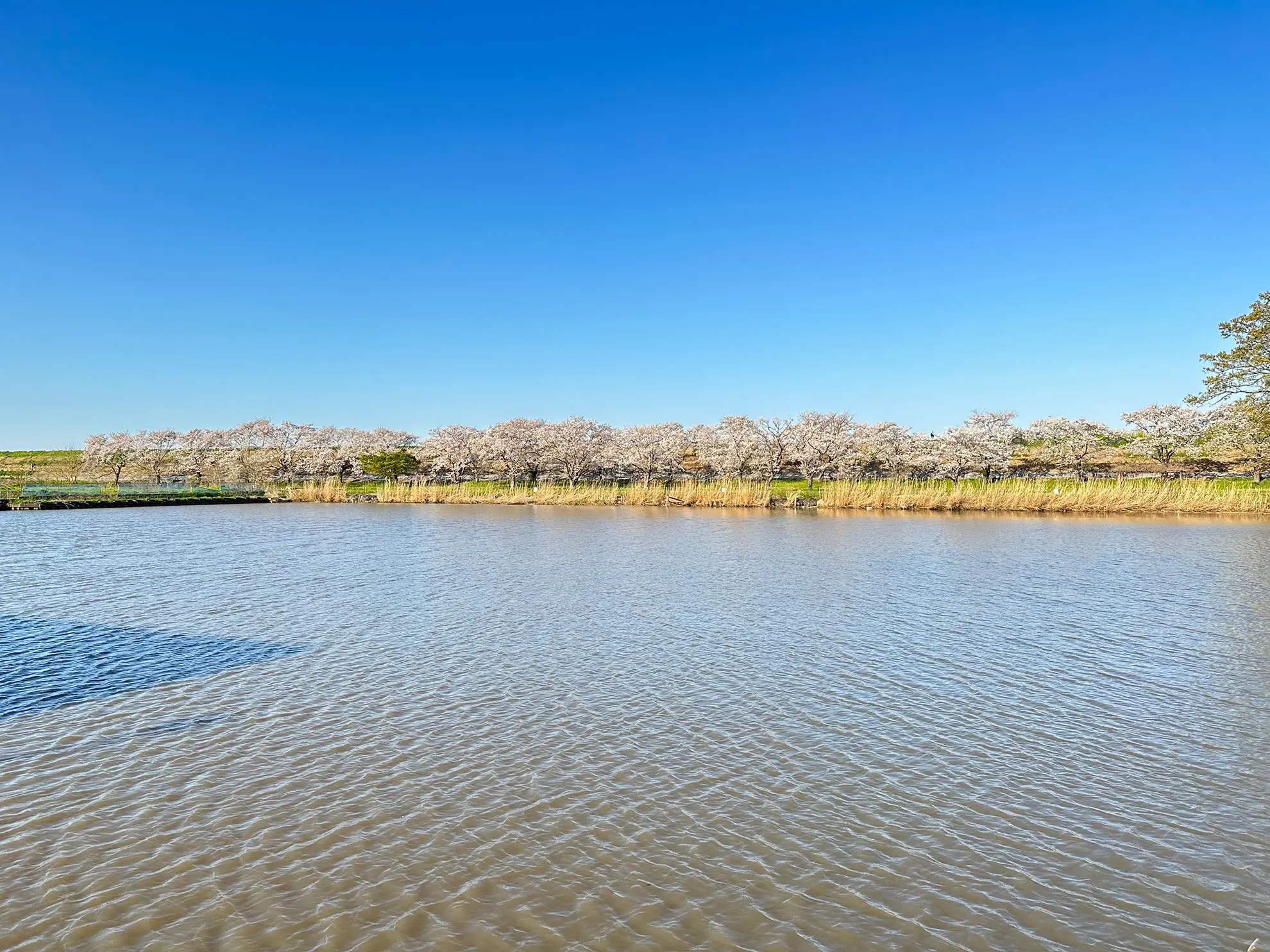 トバイヌマ GRANDFIELD